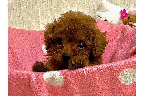 成約済の兵庫県のトイプードル-105475の1枚目