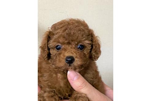成約済の兵庫県のトイプードル-105475の4枚目