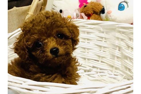 成約済の兵庫県のトイプードル-105462の5枚目