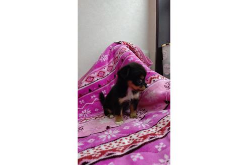 成約済の滋賀県のチワワ(ロングコート)-105554の4枚目