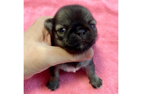 成約済の東京都のチワワ(ロングコート)-105567の27枚目