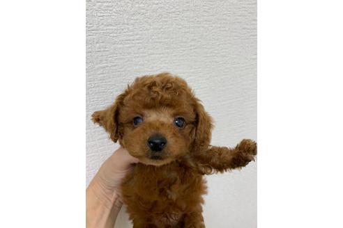 成約済の滋賀県のトイプードル-105568の3枚目