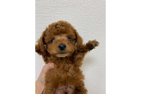 成約済の滋賀県のトイプードル-105568の1枚目