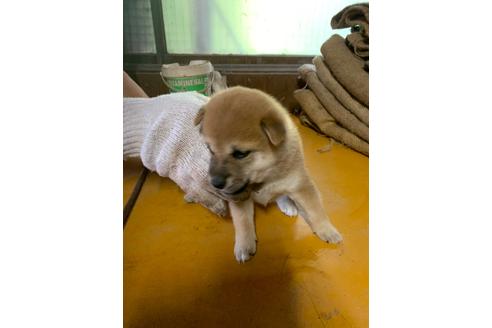 成約済の広島県の柴犬-105571の1枚目