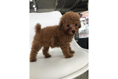 成約済の京都府のトイプードル-104392の5枚目