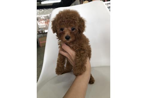 成約済の京都府のトイプードル-104392の4枚目