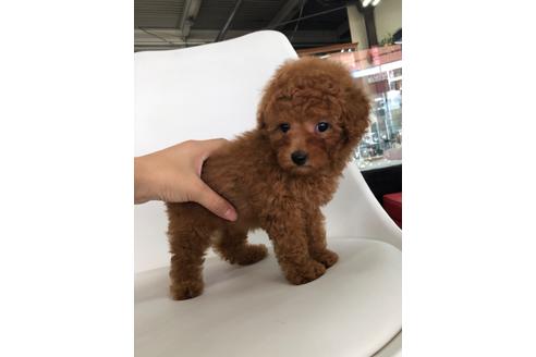 成約済の京都府のトイプードル-104392の3枚目