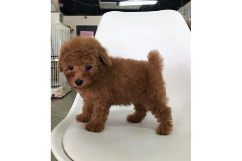 成約済の京都府のトイプードル-104392の2枚目