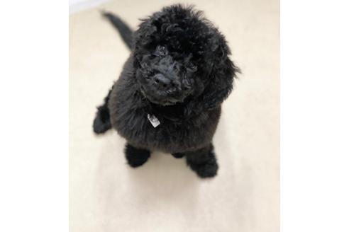 成約済の東京都のミックス犬-102697の5枚目