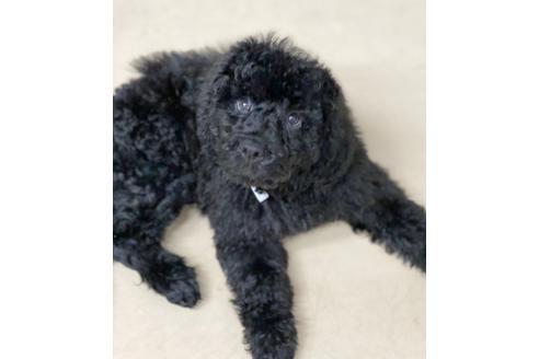 成約済の東京都のミックス犬-102697の4枚目