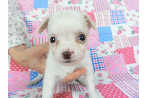 成約済の千葉県のチワワ(ロングコート)-105638の14枚目