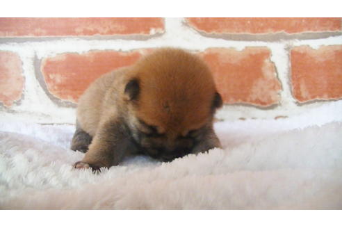 成約済の福岡県の豆柴-105330の15枚目