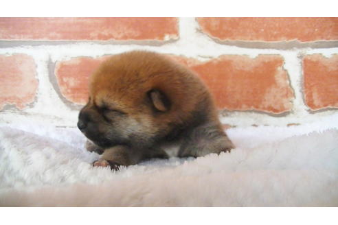 成約済の福岡県の豆柴-105330の14枚目