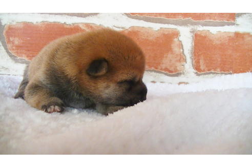 成約済の福岡県の豆柴-105330の13枚目