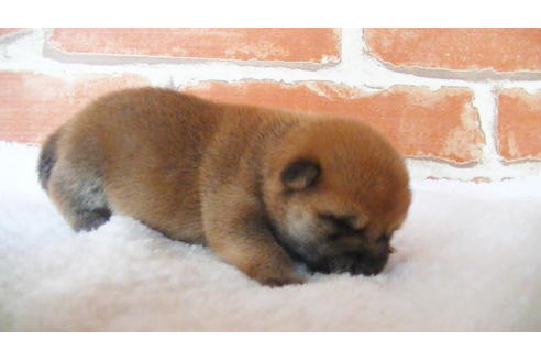 成約済の福岡県の豆柴-105330の12枚目