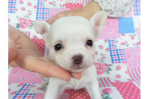 成約済の千葉県のチワワ(ロングコート)-105640の13枚目