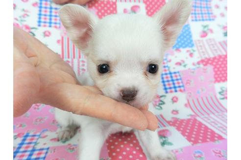 成約済の千葉県のチワワ(ロングコート)-105640の12枚目