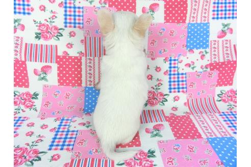 成約済の千葉県のチワワ(ロングコート)-105640の10枚目