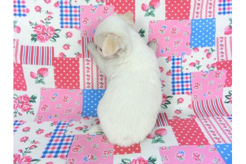 成約済の千葉県のチワワ(ロングコート)-105642の2枚目