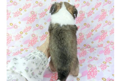 成約済の千葉県のチワワ(ロングコート)-105078の5枚目