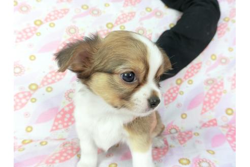 成約済の千葉県のチワワ(ロングコート)-105077の3枚目