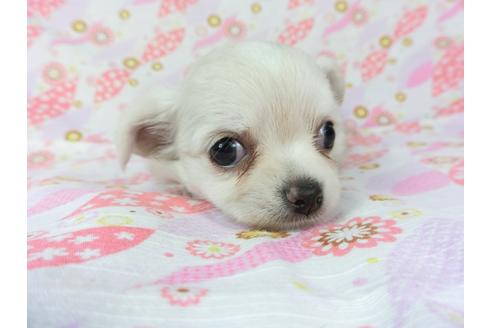 成約済の千葉県のチワワ(ロングコート)-105075の7枚目