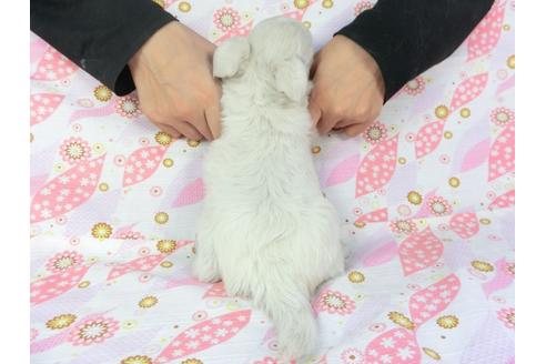 成約済の千葉県のチワワ(ロングコート)-105075の5枚目