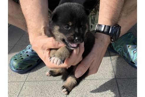 成約済の長崎県の柴犬-105670の8枚目