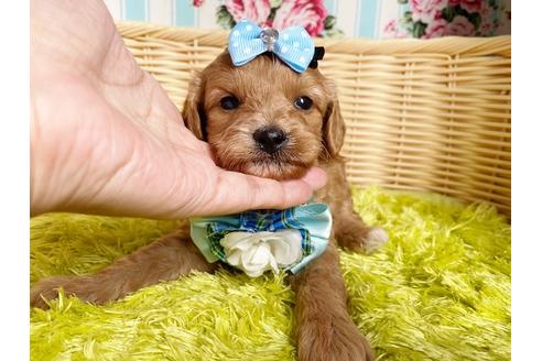 成約済の秋田県のミックス犬-104835の12枚目