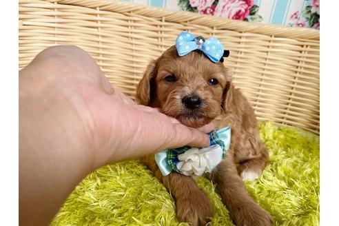 成約済の秋田県のミックス犬-104835の11枚目