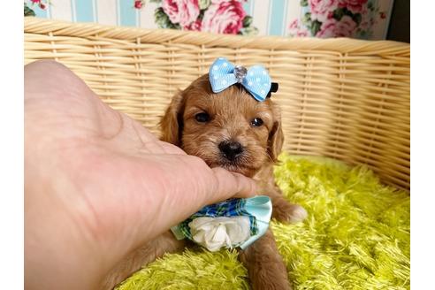 成約済の秋田県のミックス犬-104835の10枚目