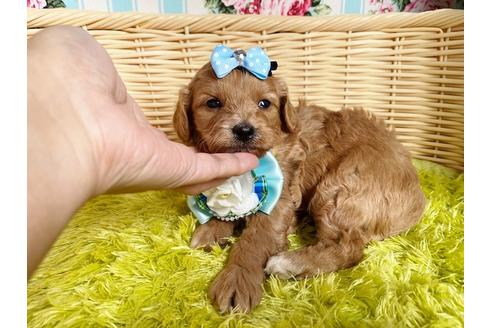成約済の秋田県のミックス犬-104835の9枚目