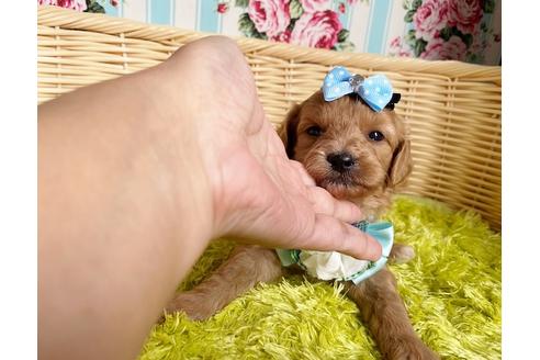 成約済の秋田県のミックス犬-104835の8枚目