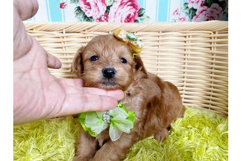 成約済の秋田県のミックス犬-104836の12枚目