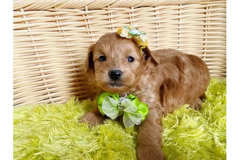 成約済の秋田県のミックス犬-104836の11枚目