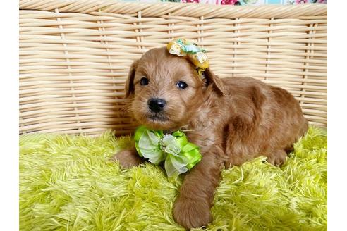 成約済の秋田県のミックス犬-104836の10枚目