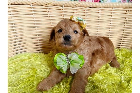 成約済の秋田県のミックス犬-104836の9枚目
