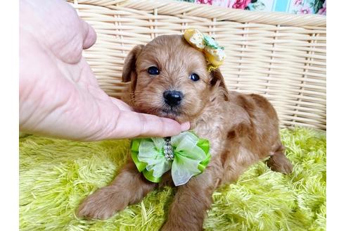 成約済の秋田県のミックス犬-104836の8枚目