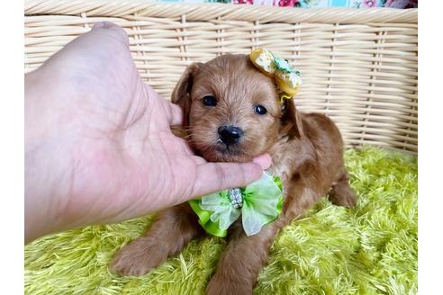 成約済の秋田県のミックス犬-104836の7枚目