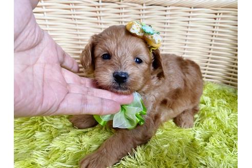 成約済の秋田県のミックス犬-104836の6枚目