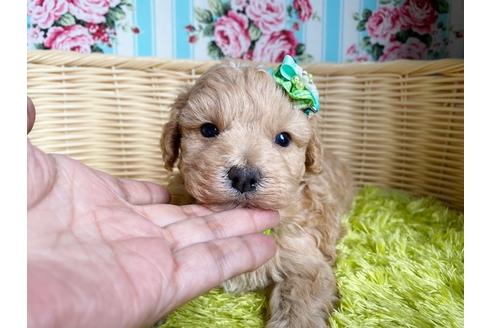 成約済の秋田県のマルプー:マルチーズ×トイプードル-104829の3枚目