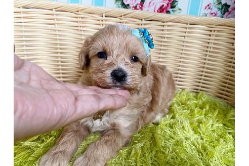 成約済の秋田県のマルプー:マルチーズ×トイプードル-104828の3枚目