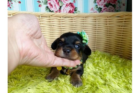 成約済の秋田県のチワックス:チワワ×ミニチュアダックスフンド-105701の8枚目