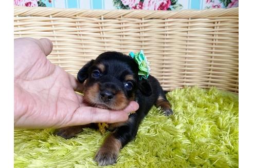 成約済の秋田県のチワックス:チワワ×ミニチュアダックスフンド-105701の7枚目