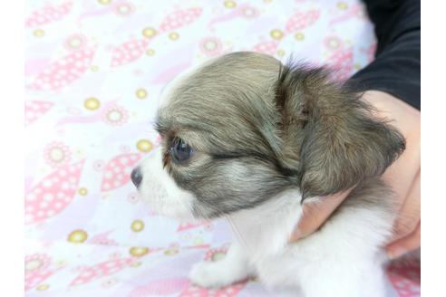 成約済の千葉県のチワワ(ロングコート)-105080の3枚目