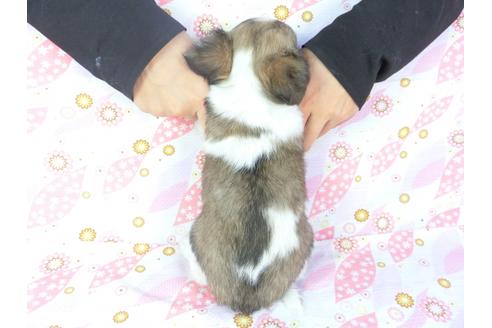 成約済の千葉県のチワワ(ロングコート)-105080の2枚目