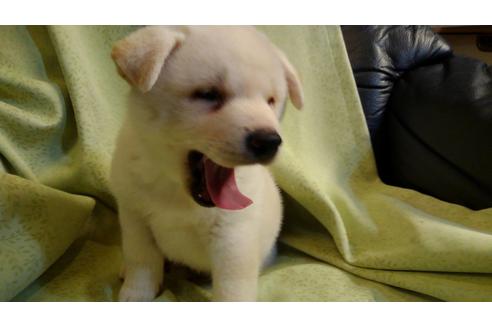 成約済の岐阜県の柴犬-105727