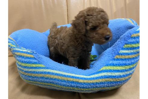 成約済の栃木県のトイプードル-105092の1枚目