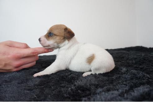 奈良県のジャックラッセルテリア 男の子 08 05生まれ ホワイト タン 子犬id ブリーダーナビ