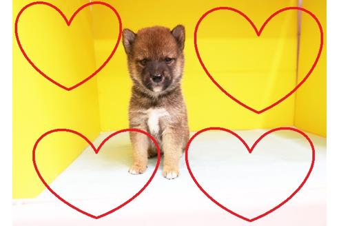 成約済の東京都の柴犬-105765の1枚目